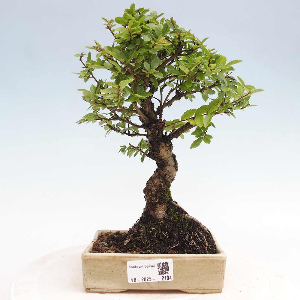 Vonkajšie bonsai - Zelkova - Zelkova Nirom