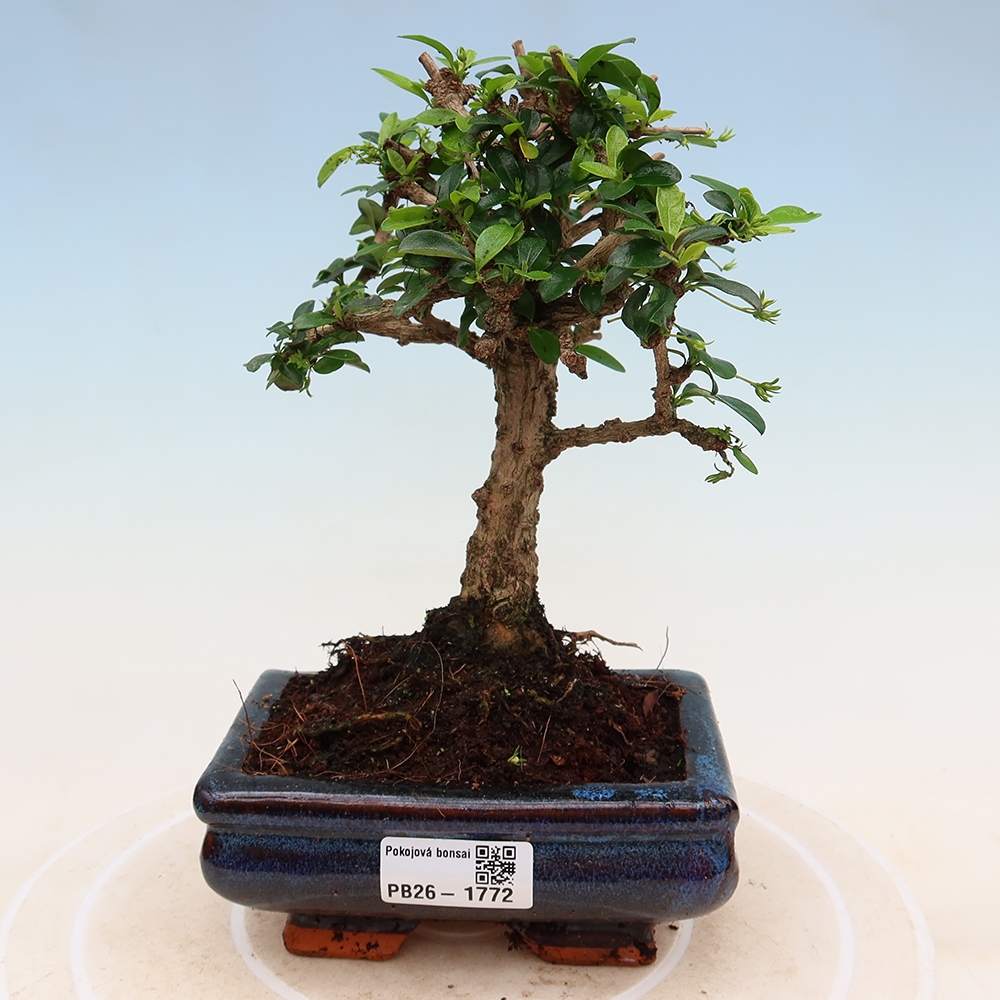 Izbové bonsaje - Carmona macrophylla - Tea fuki