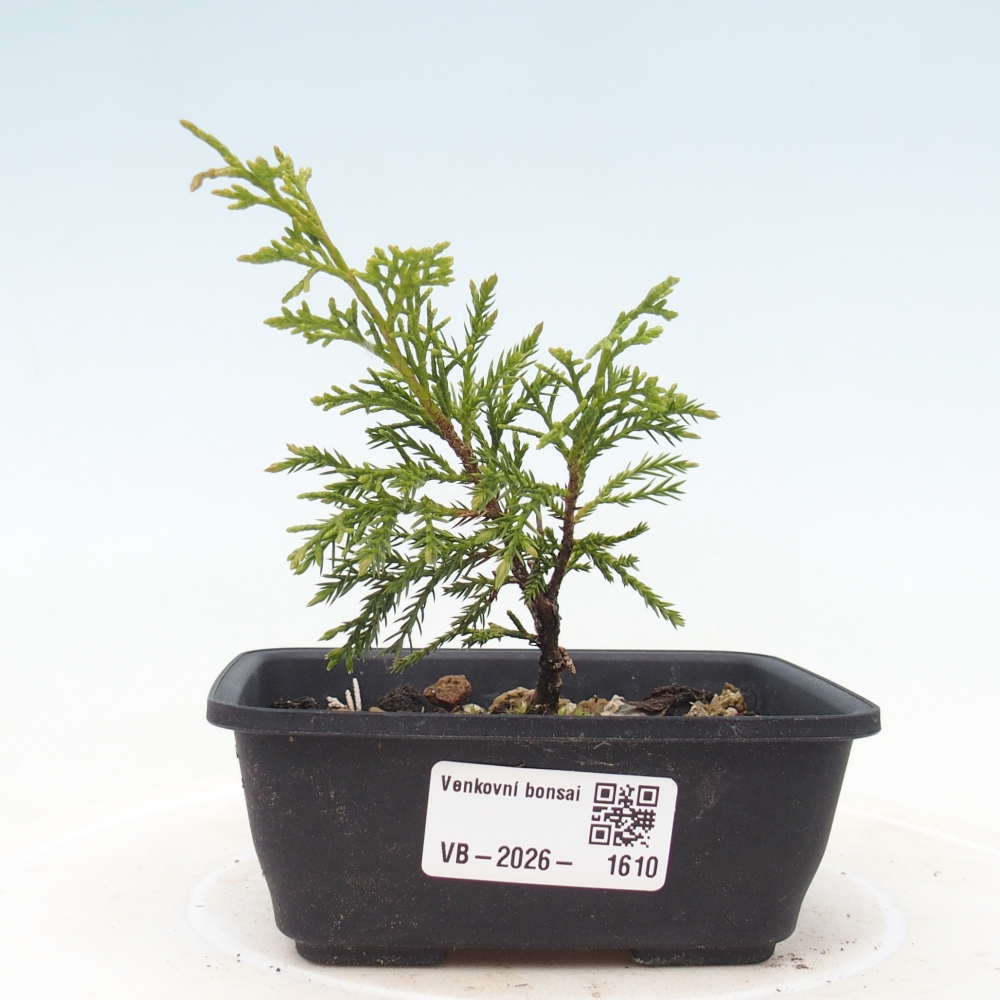 Vonkajší bonsaj - Juniperus chinensis Itoigawa