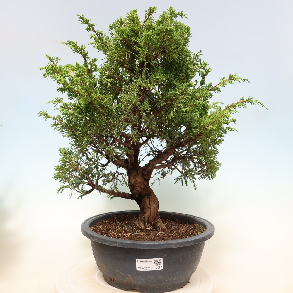 Vonkajší bonsai – Juniperus chinensis Itoigawa – čínsky jalovec