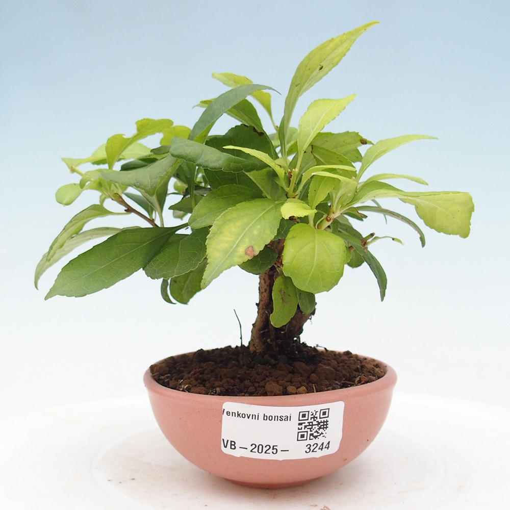 Vonkajšie bonsai - Celastrus Jesenec