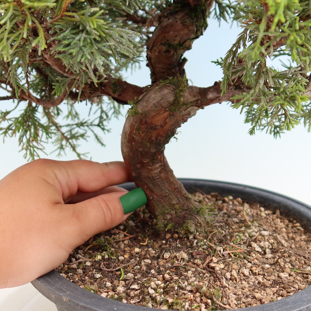 Vonkajší bonsai – Juniperus chinensis Itoigawa – čínsky jalovec