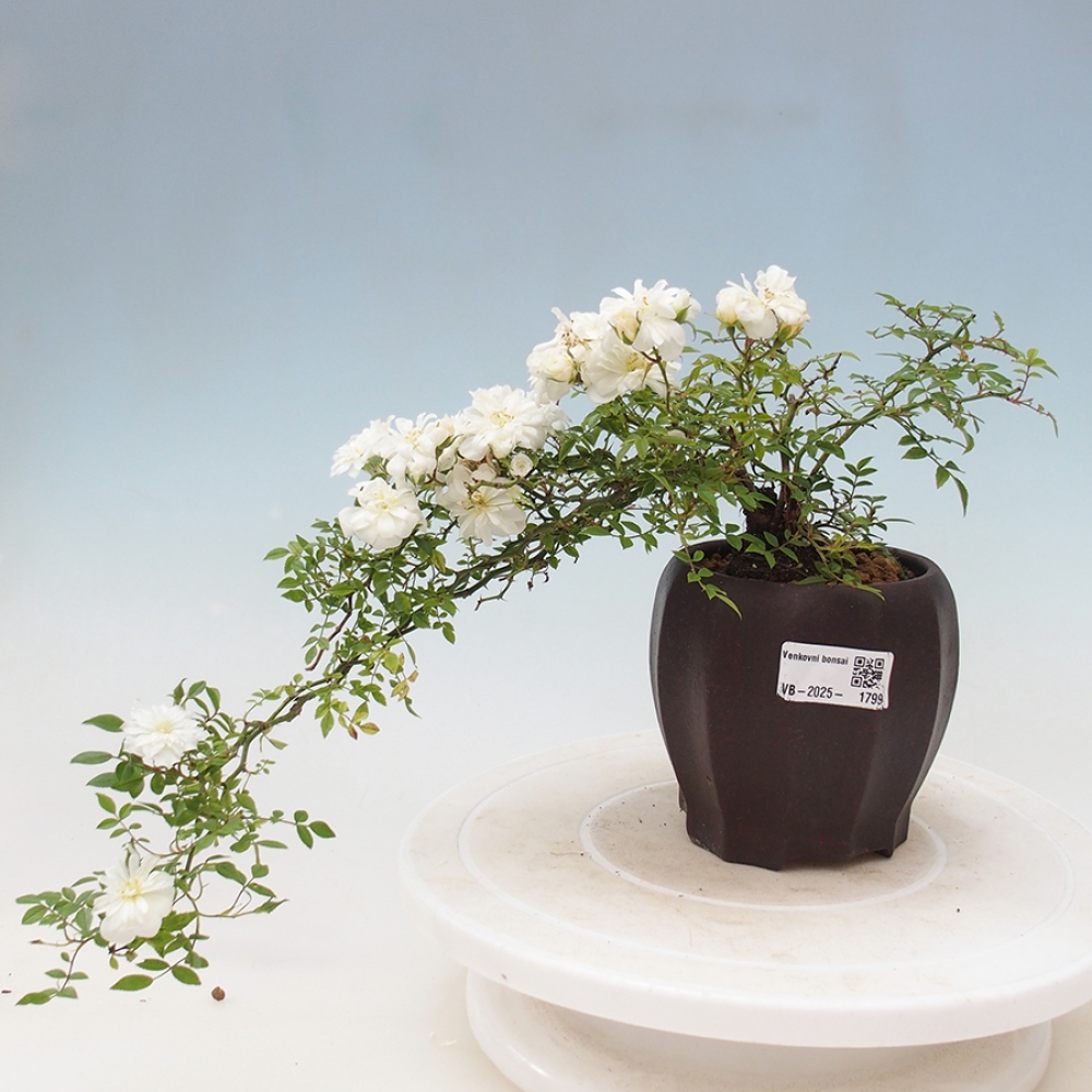 Vonkajší bonsai - Rosa Sea Foam - ruža
