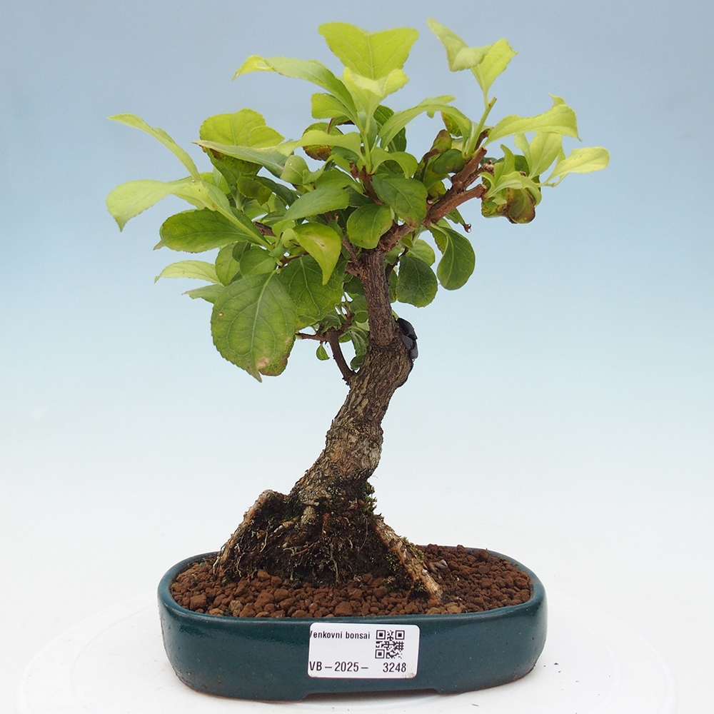 Vonkajšie bonsai - Celastrus Jesenec