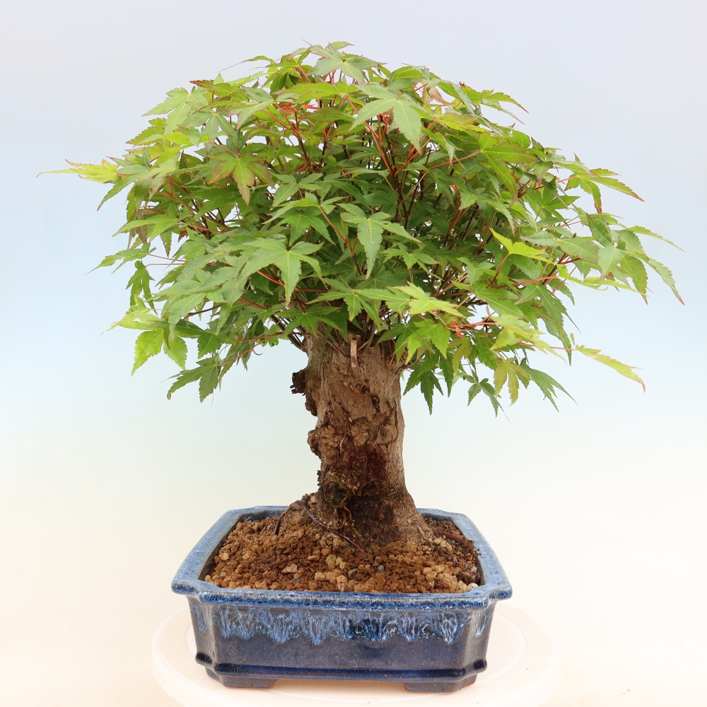 Vonkajšie bonsaje - Javor Burger - Acer Burgerianum