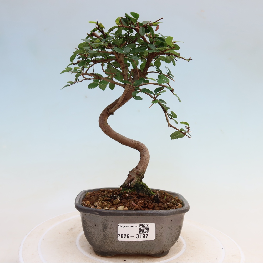 Izbový bonsaj - Ulmus parvifolia - brest malolistý