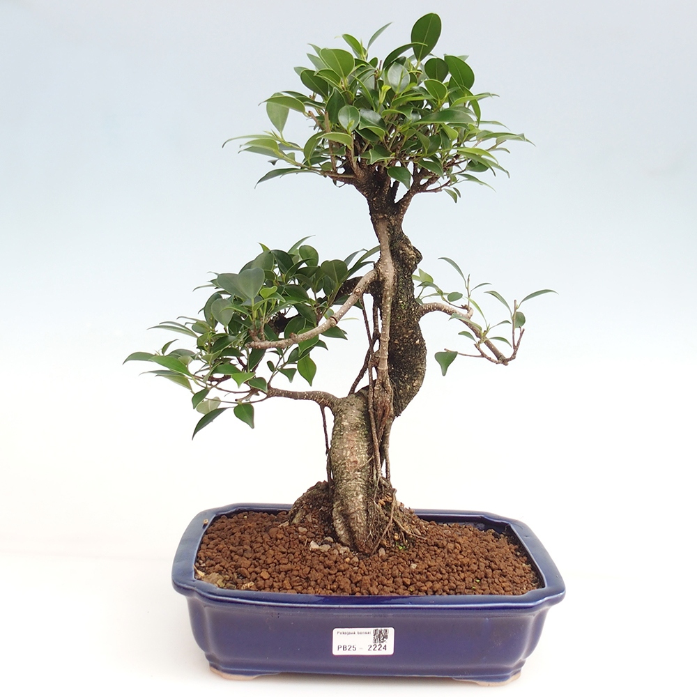 Izbová bonsai - Ficus kimmen - malolistý fikus