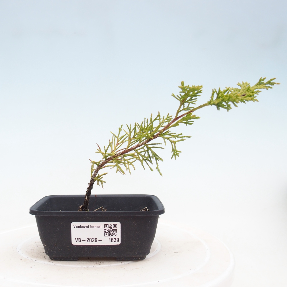 Vonkajší bonsaj - Juniperus chinensis Itoigawa
