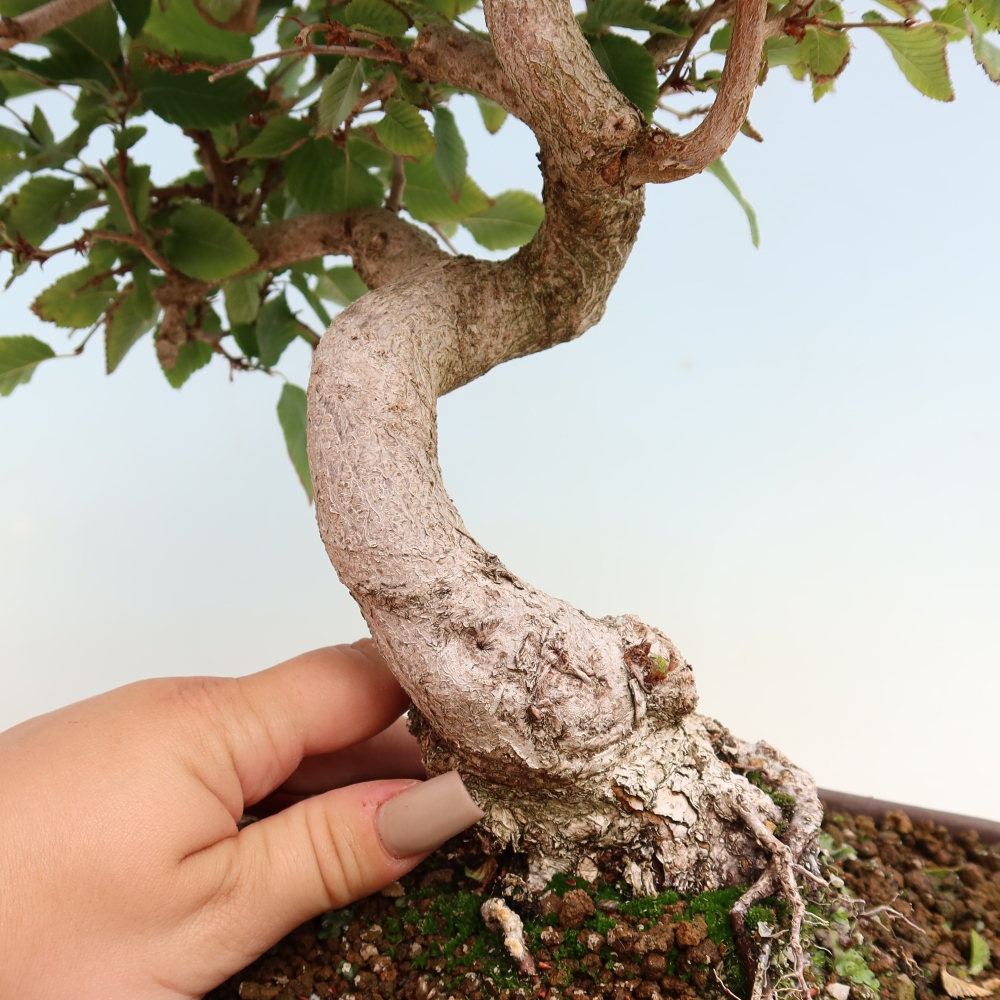 Vonkajšie bonsaje -Carpinus CARPINOIDES - Hrab kórejský