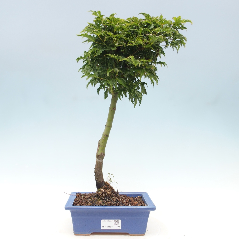 Vonkajší bonsai -Javor dlanitolistý Acer palmatum Shishigashira