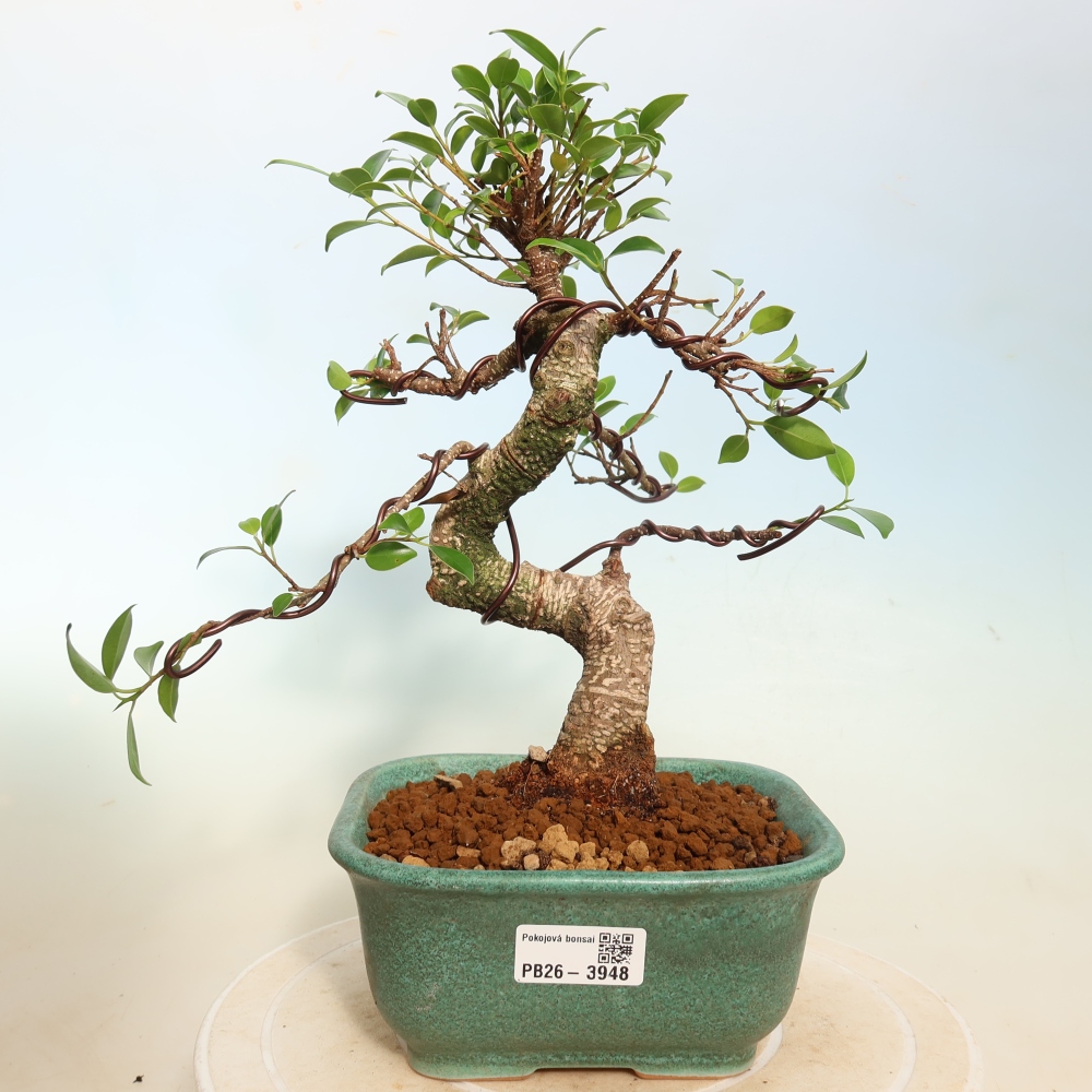 Izbové bonsaje - Ficus kimmen - drobnolistý fikus