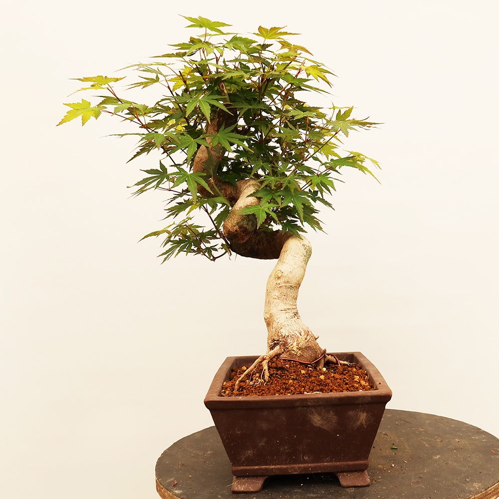 Vonkajšie bonsaje - Maple palmatum - Palmy