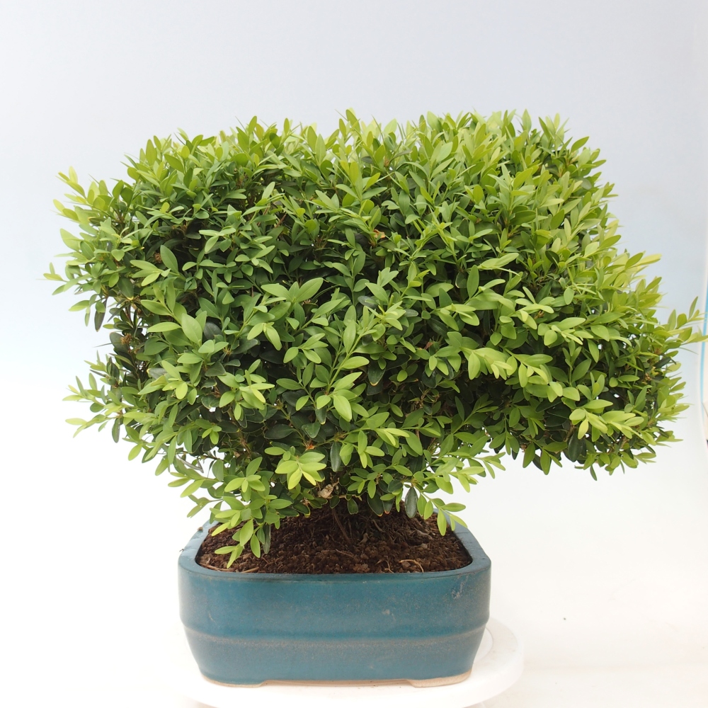Vonkajšie bonsaje - Buxus sempervirens - zimostráz