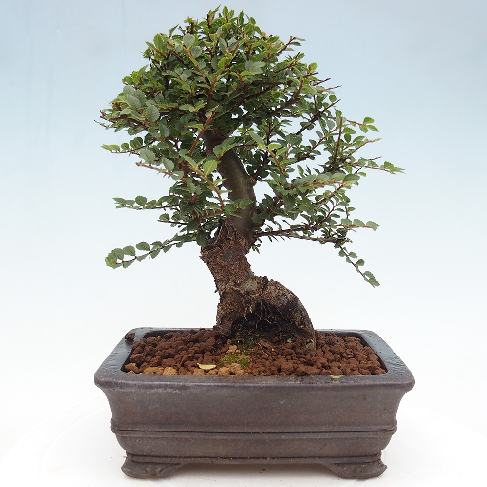 Vonkajší bonsaj - Ulmus parvifolia Hokkaido - čínsky brest