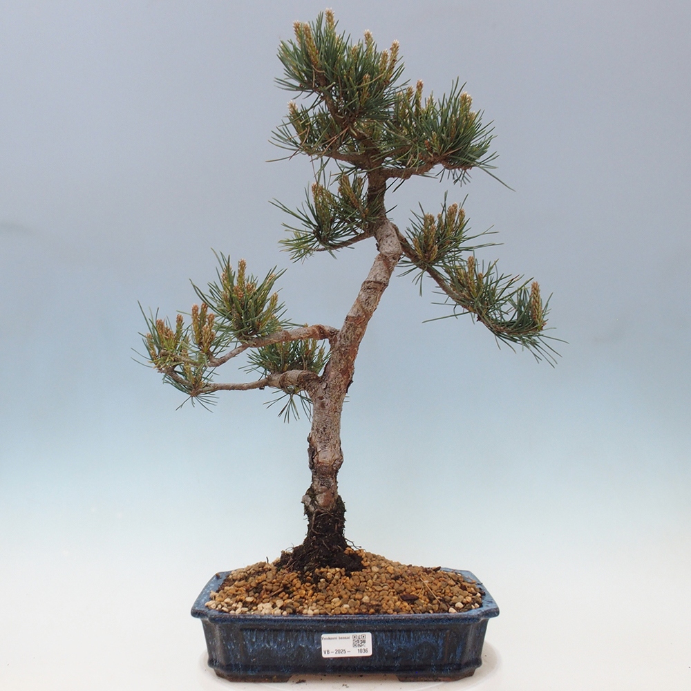 Vonkajšie bonsai - Pinus Sylvestris - Borovica lesná