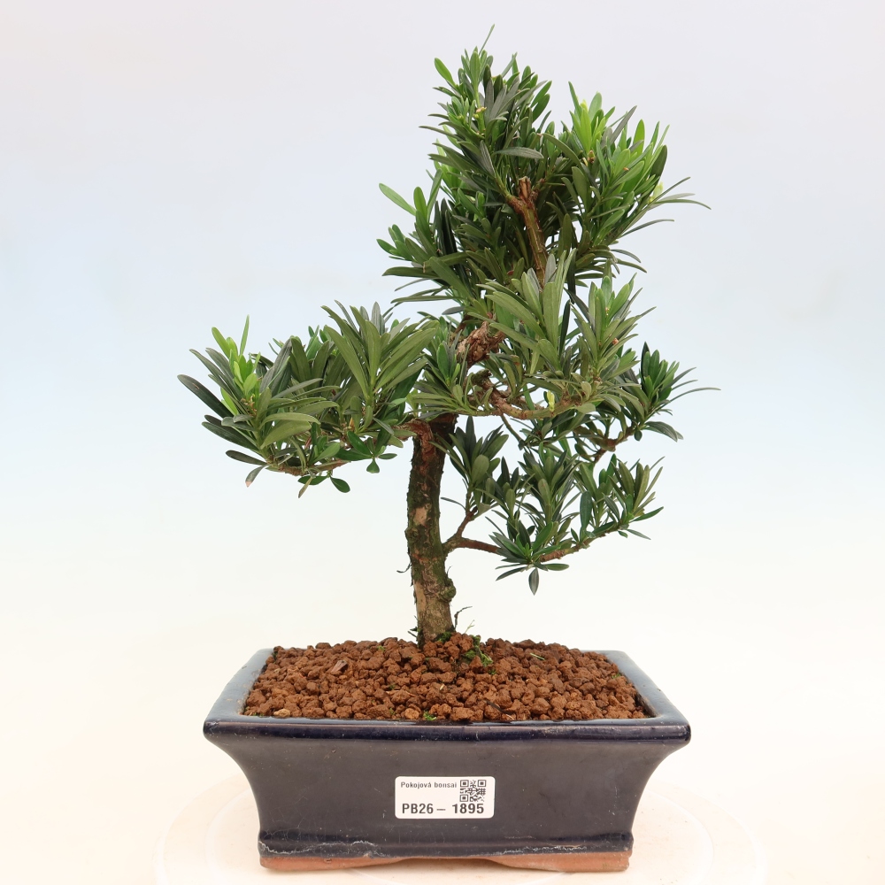 Izbové bonsaje - Podocarpus - Kamenný tis