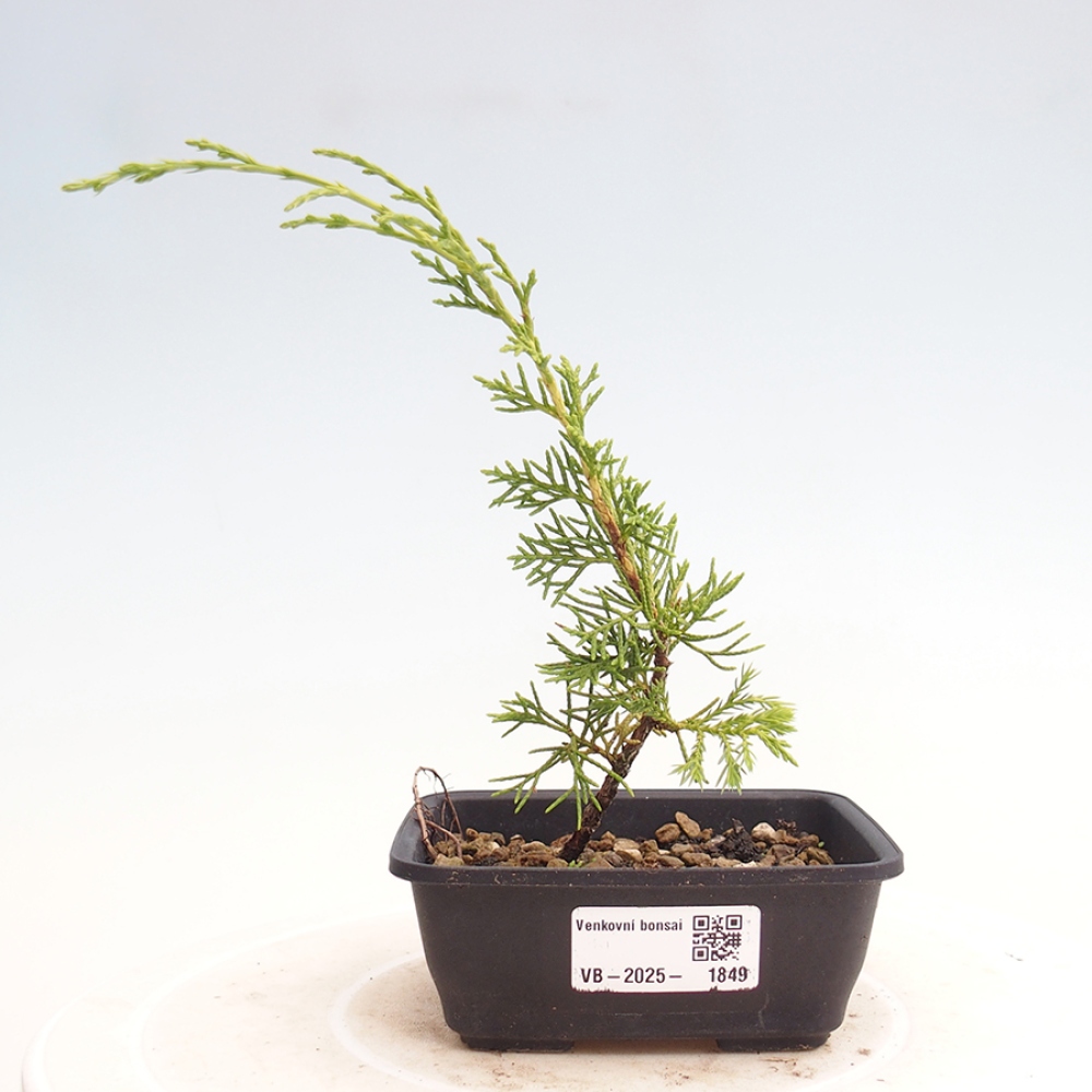 Vonkajší bonsai - Juniperus chinensis Itoigawa -Jalovec čínsky