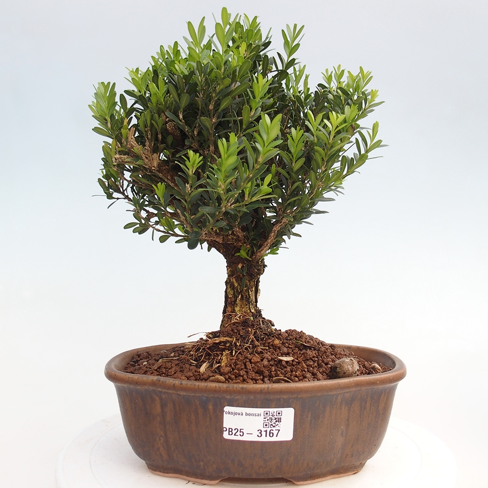 Izbová bonsai - Buxus harlandii - korkový buxus