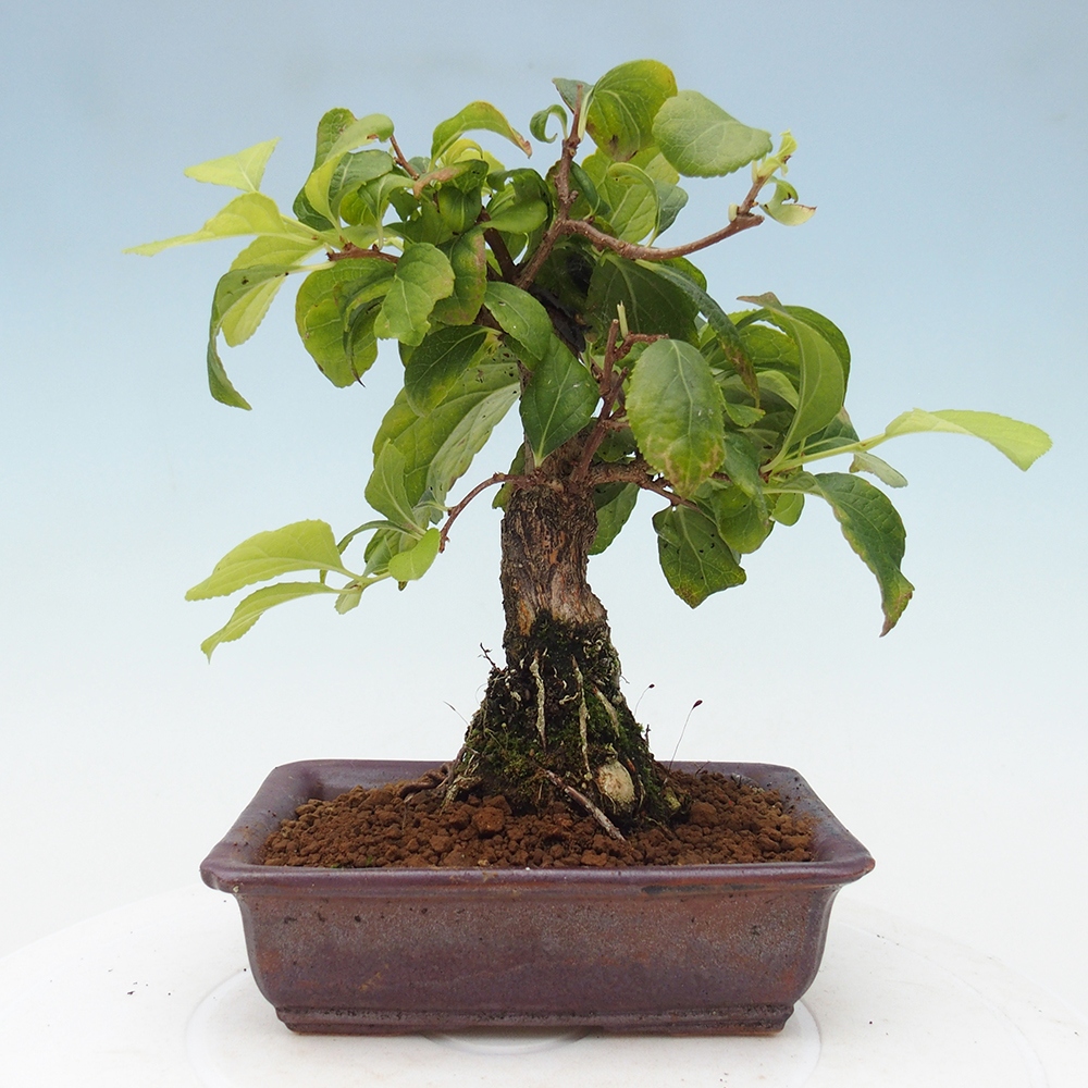Vonkajšie bonsai - Celastrus Jesenec