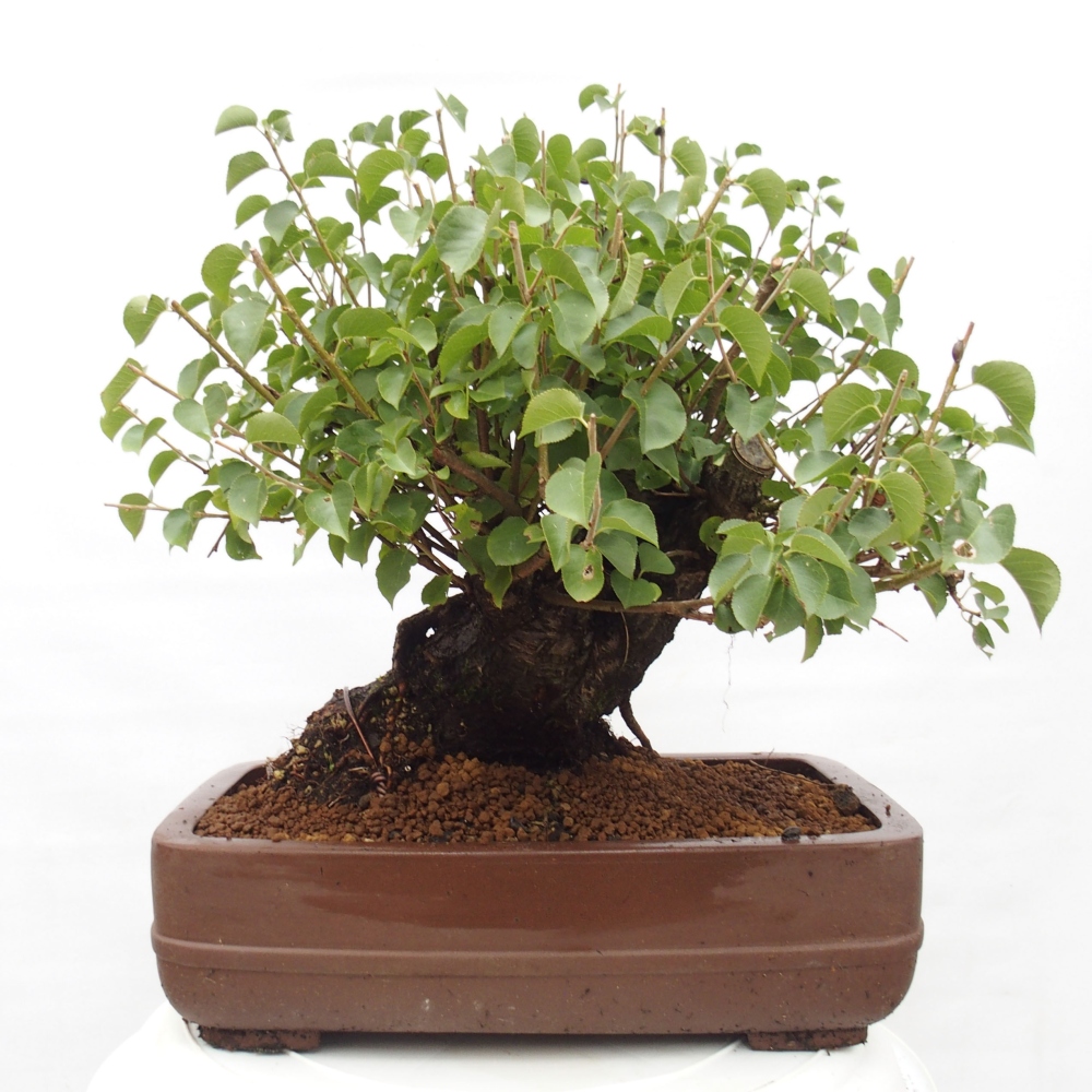 Vonkajšie bonsai - Mahalebka - Prunus mahalieb