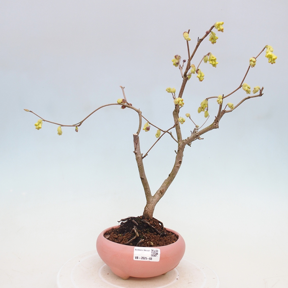 Vonkajší bonsai - Lieskovec - Corylopsis Spicata