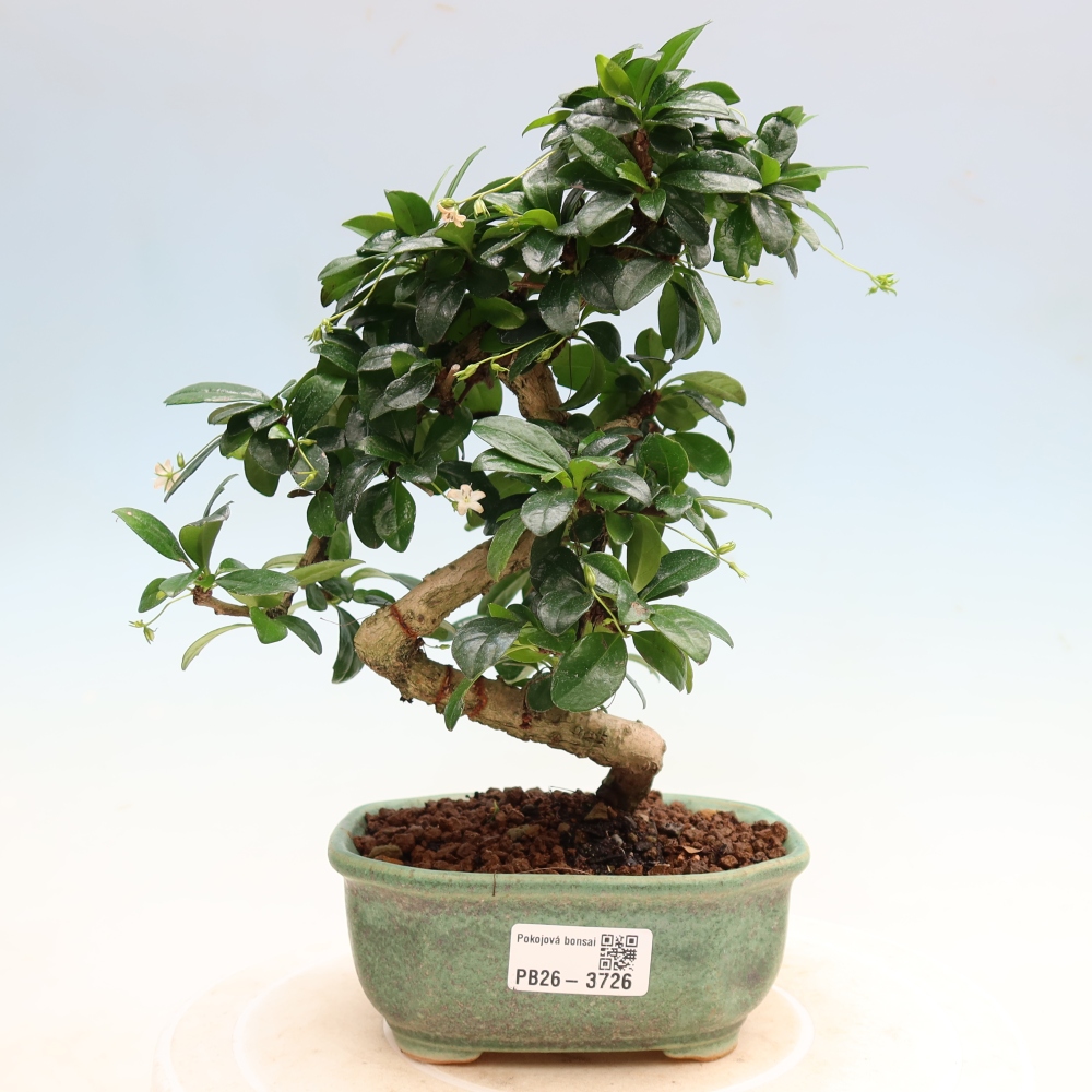 Izbové bonsaje - Carmona macrophylla - Tea fuki