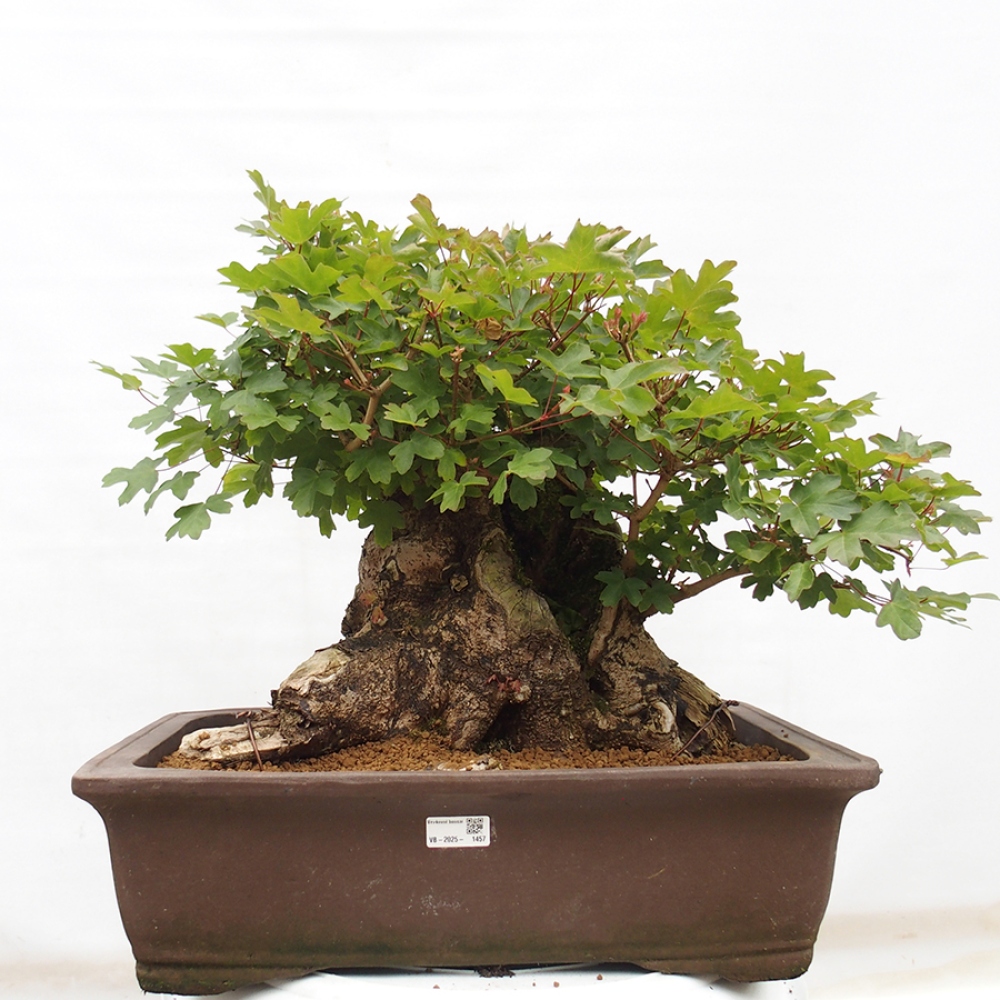 Vonkajší bonsai - Javor Francúzsky - Acer Nonspessulanum