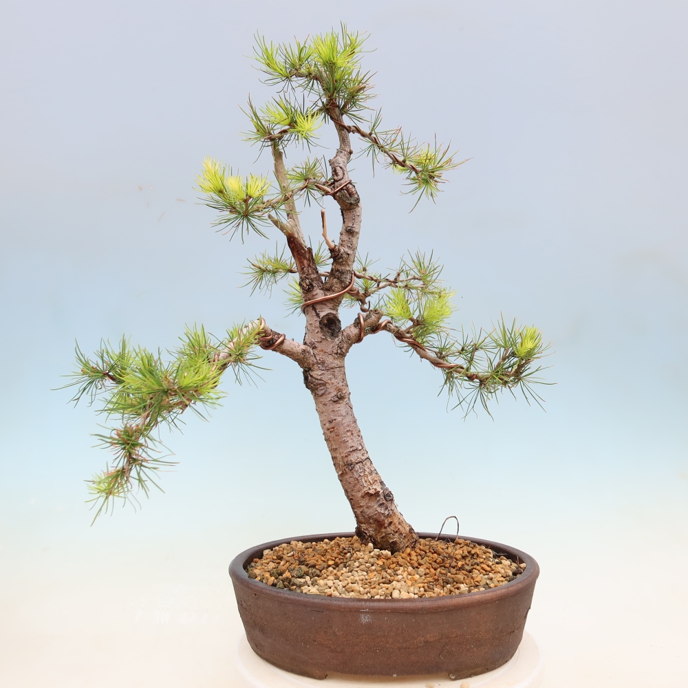 Vonkajšie bonsaje -Larix decidua - Smrekovec