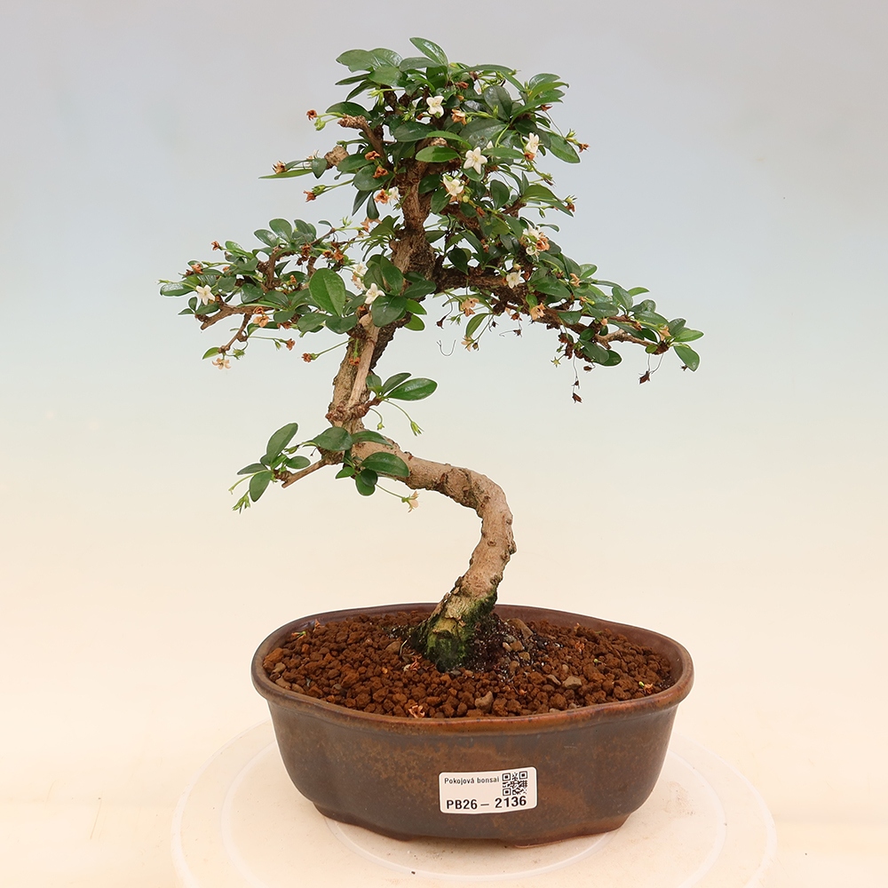 Izbové bonsaje - Carmona macrophylla - Tea fuki