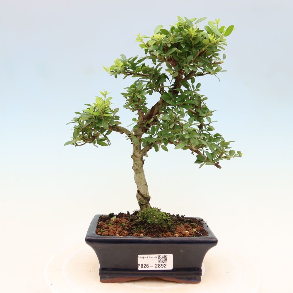 Izbový bonsaj - Ilex crenata - Cesmína