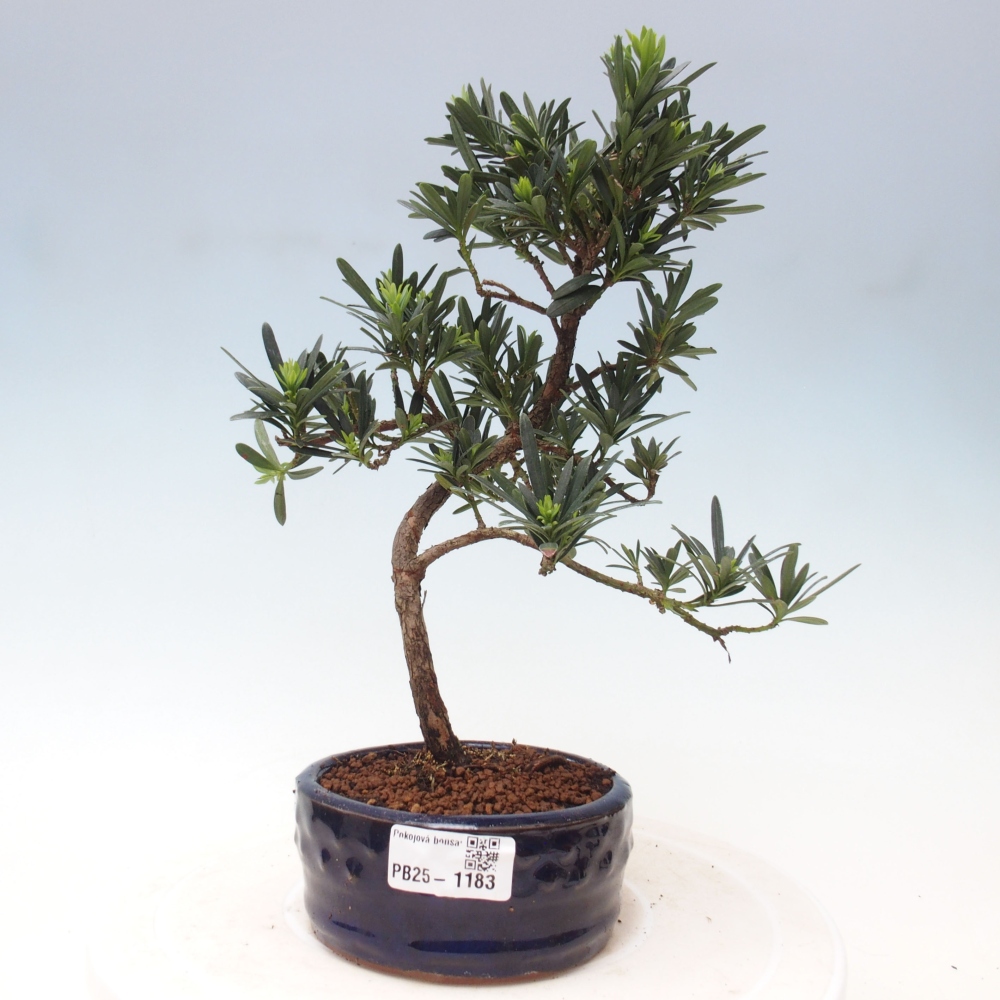 Izbová bonsai - Podocarpus - Kamenný tis