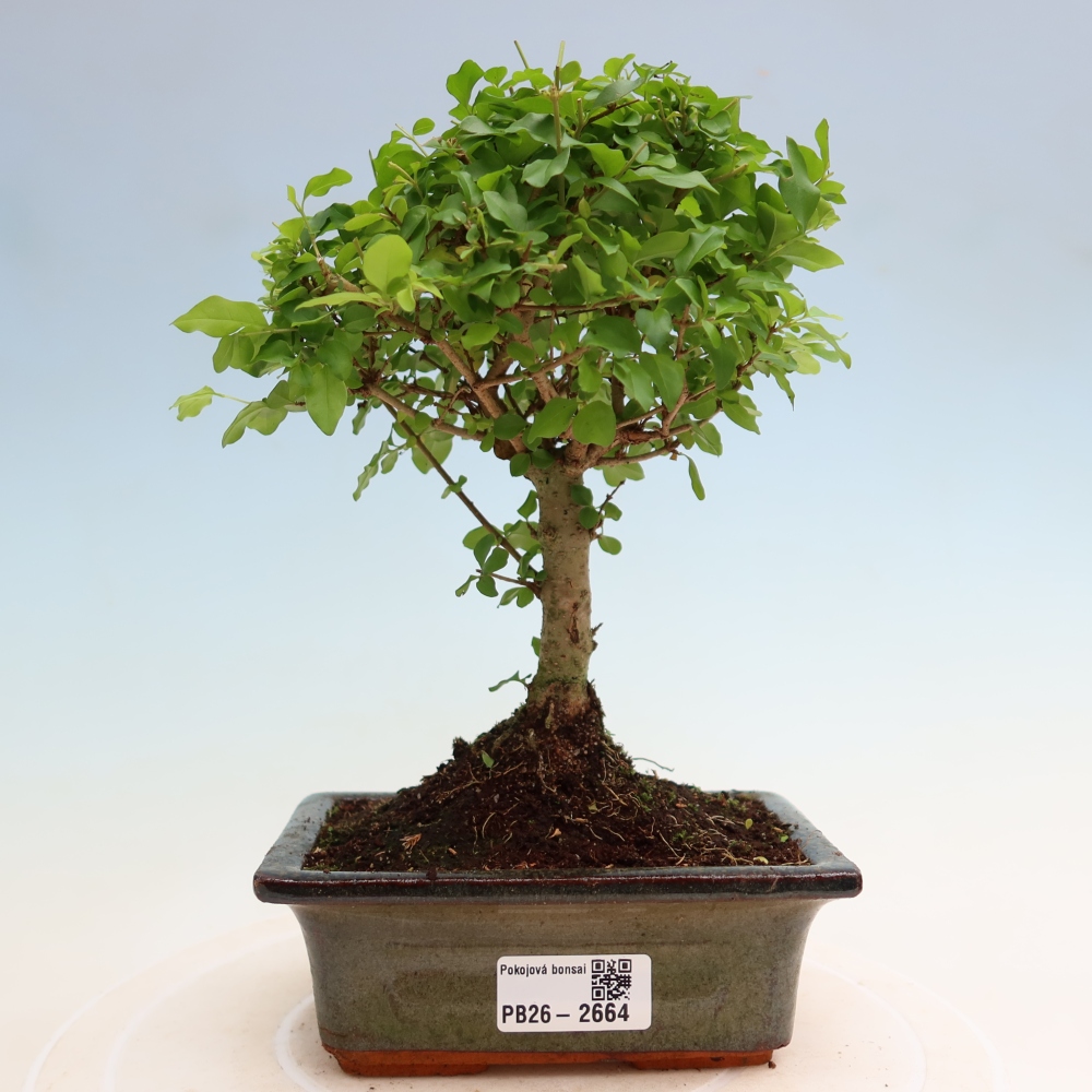 Izbový bonsaj -Ligustrum chinensis - Vtáčí zobák