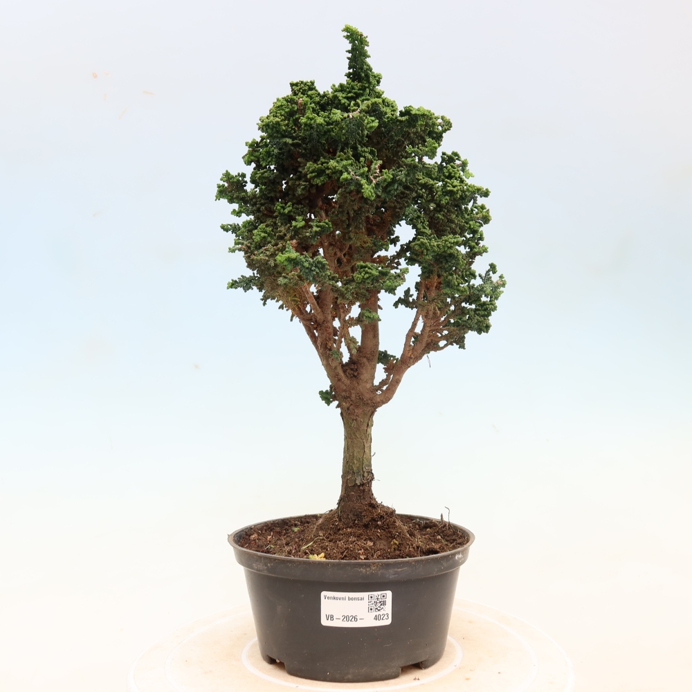 Vonkajší bonsaj - Cham. obtusa SEKKA HINOKI - Cypruštek