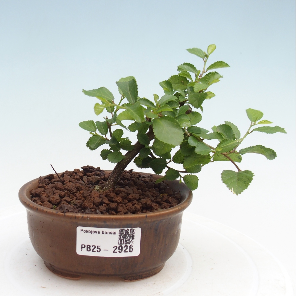 Izbová bonsai - Grewia occidentalis - Hviezdica levanduľová