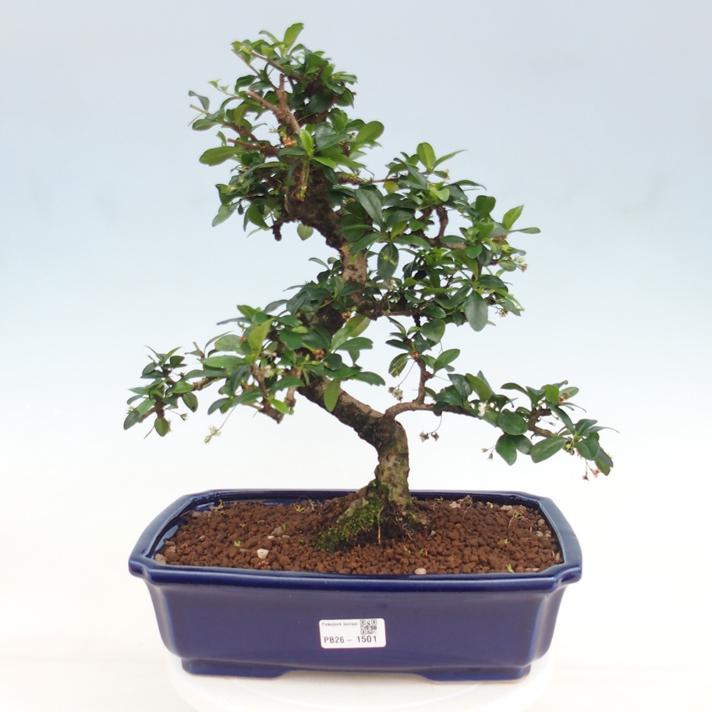 Izbové bonsaje - Carmona macrophylla - Tea fuki