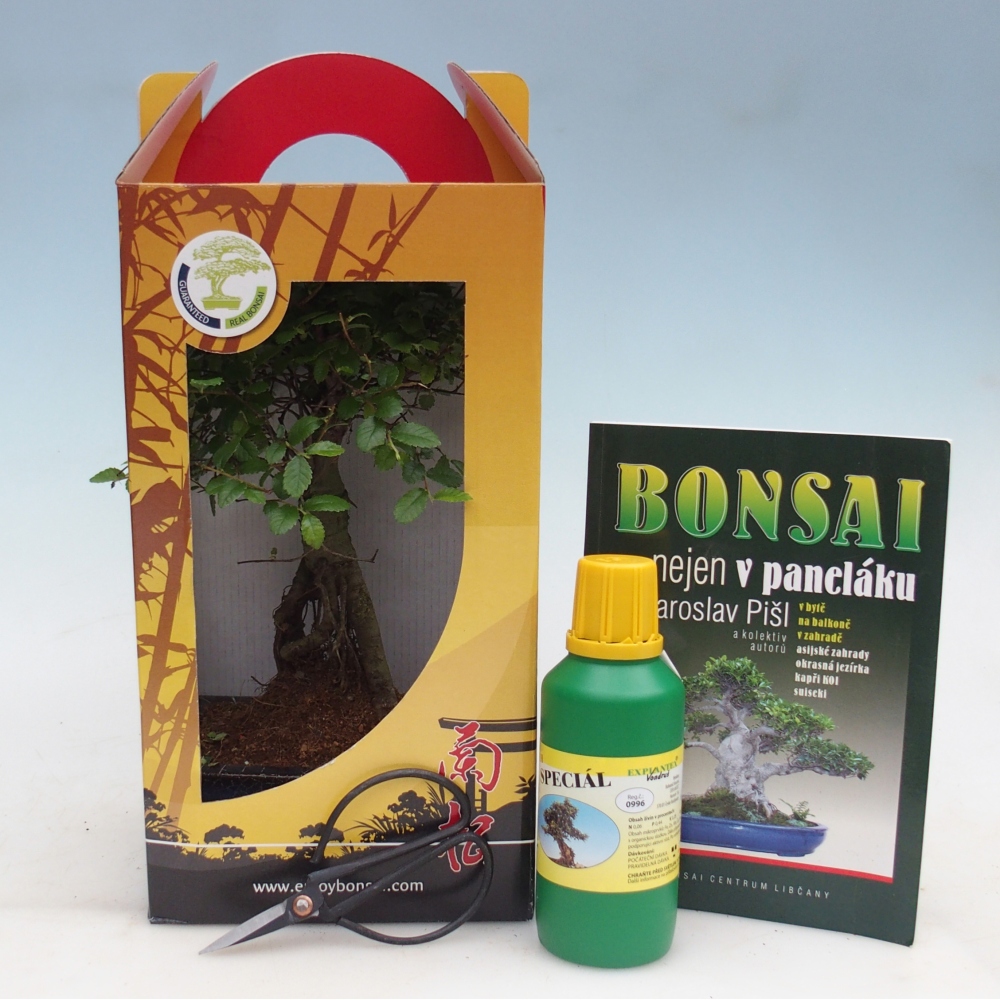 Ulmus parvifolia - brest čínsky