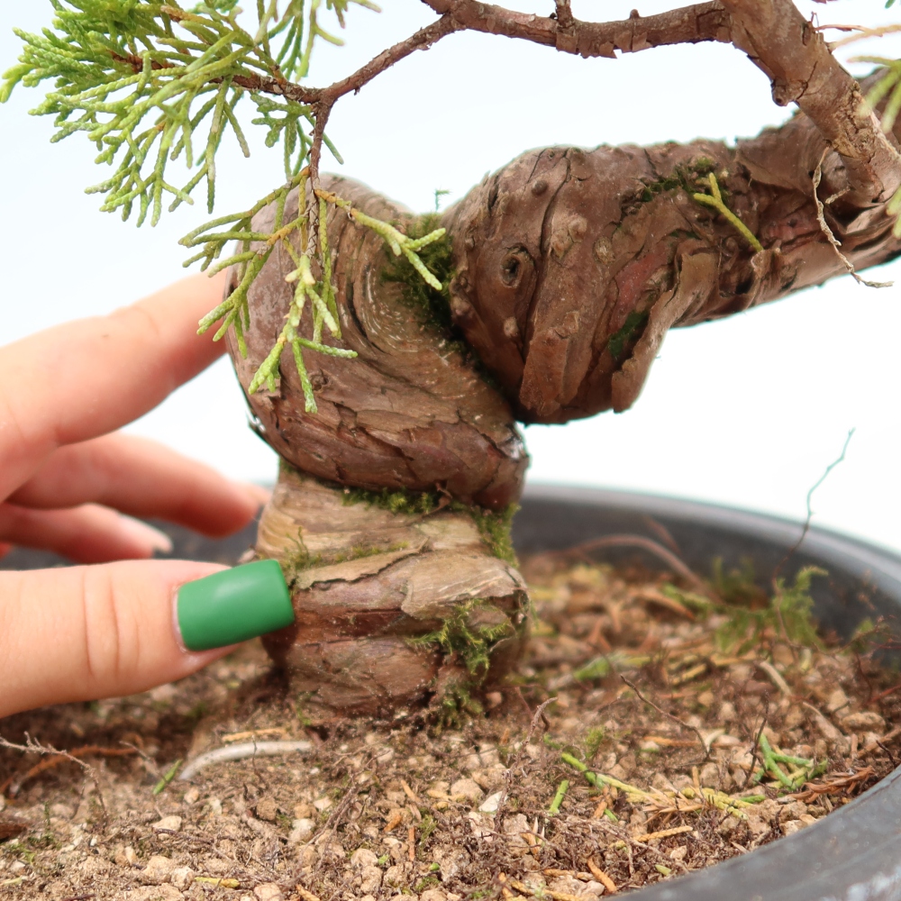 Vonkajší bonsai – Juniperus chinensis Itoigawa – čínsky jalovec