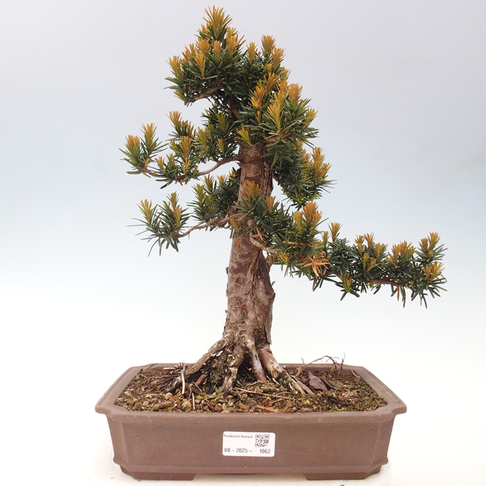 Vonkajší bonsai - Taxus cuspidata - Tis japonský