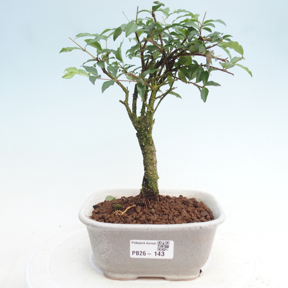 Izbová bonsai - Malpighia coccigera- Barbdorská čerešňa