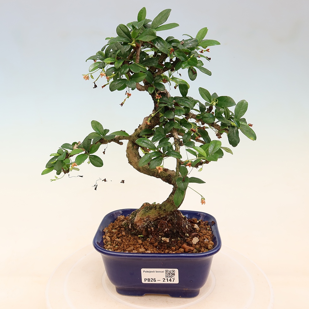 Izbové bonsaje - Carmona macrophylla - Tea fuki