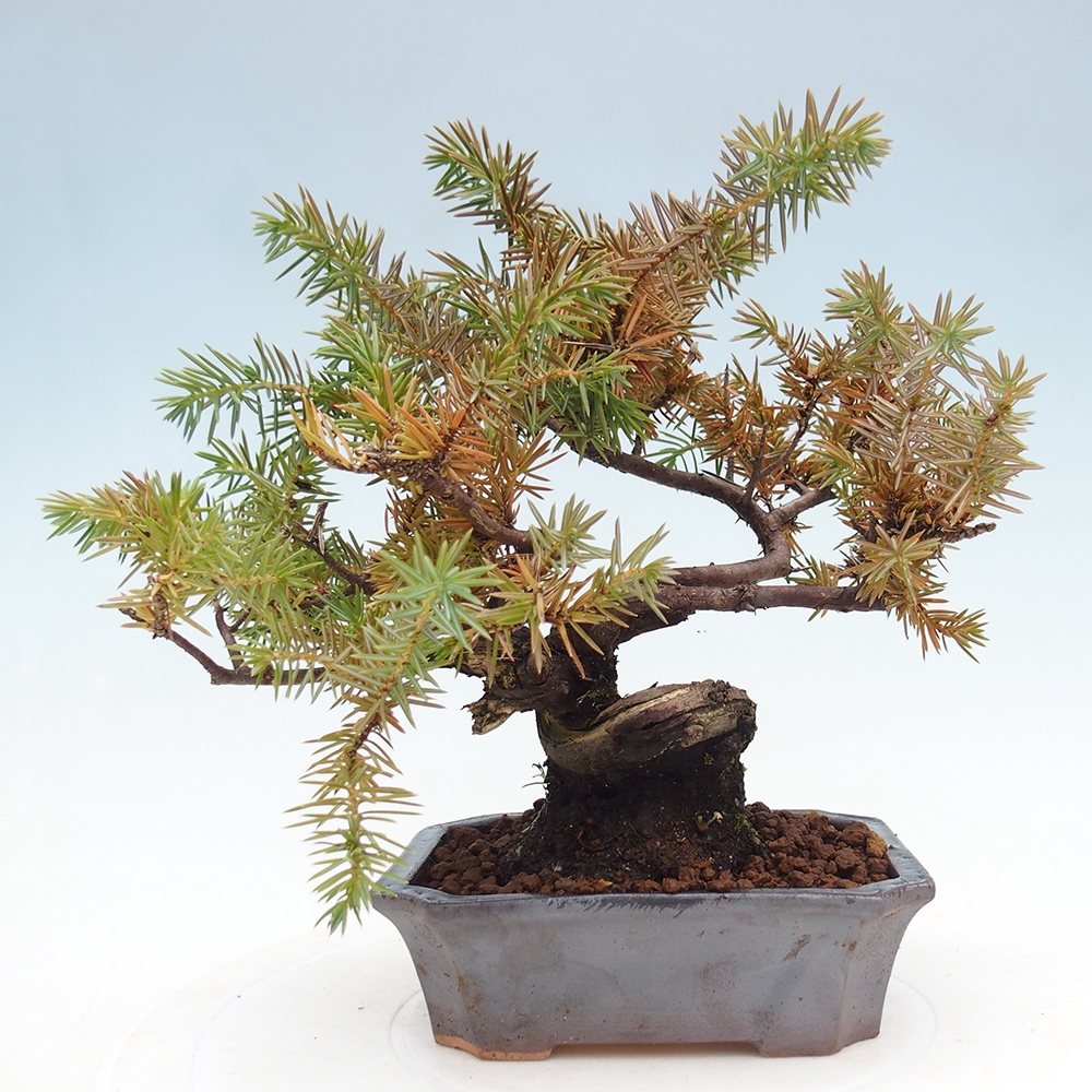 Vonkajšie bonsai - Jalovec Rigid - Juniperus Rigid