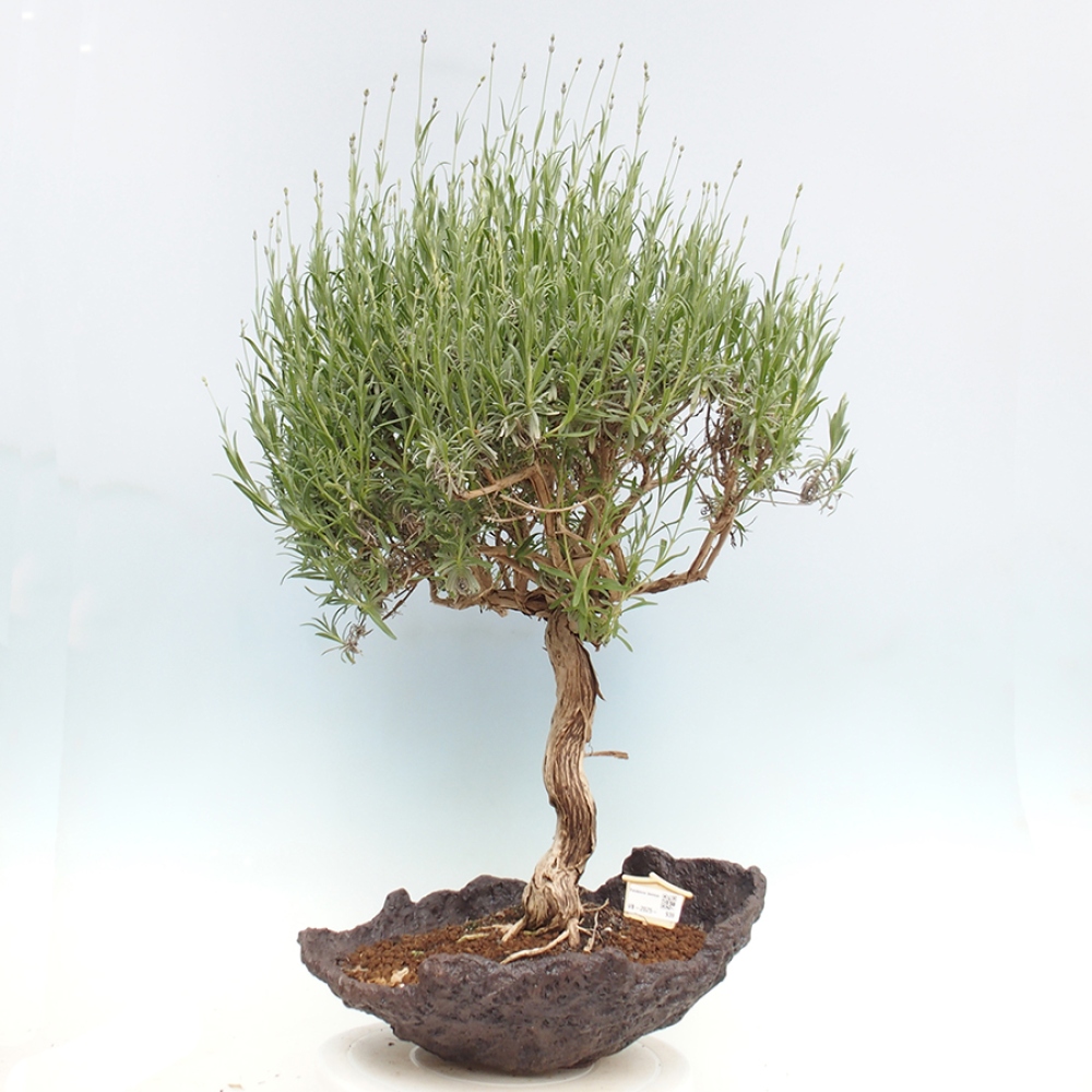 Vonkajšie bonsai -  - Lavandula - Levanduľa