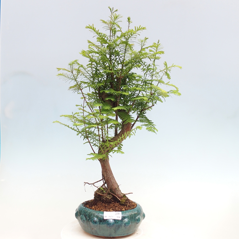 Vonkajšie bonsai - Metasequoia glyptostroboides - Metasekvoja Čínska