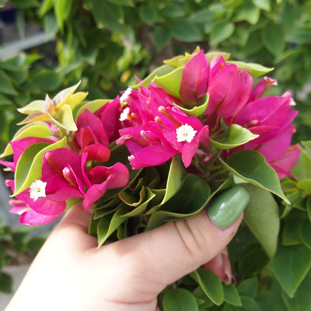 Izbová bonsai - Bouganwilea