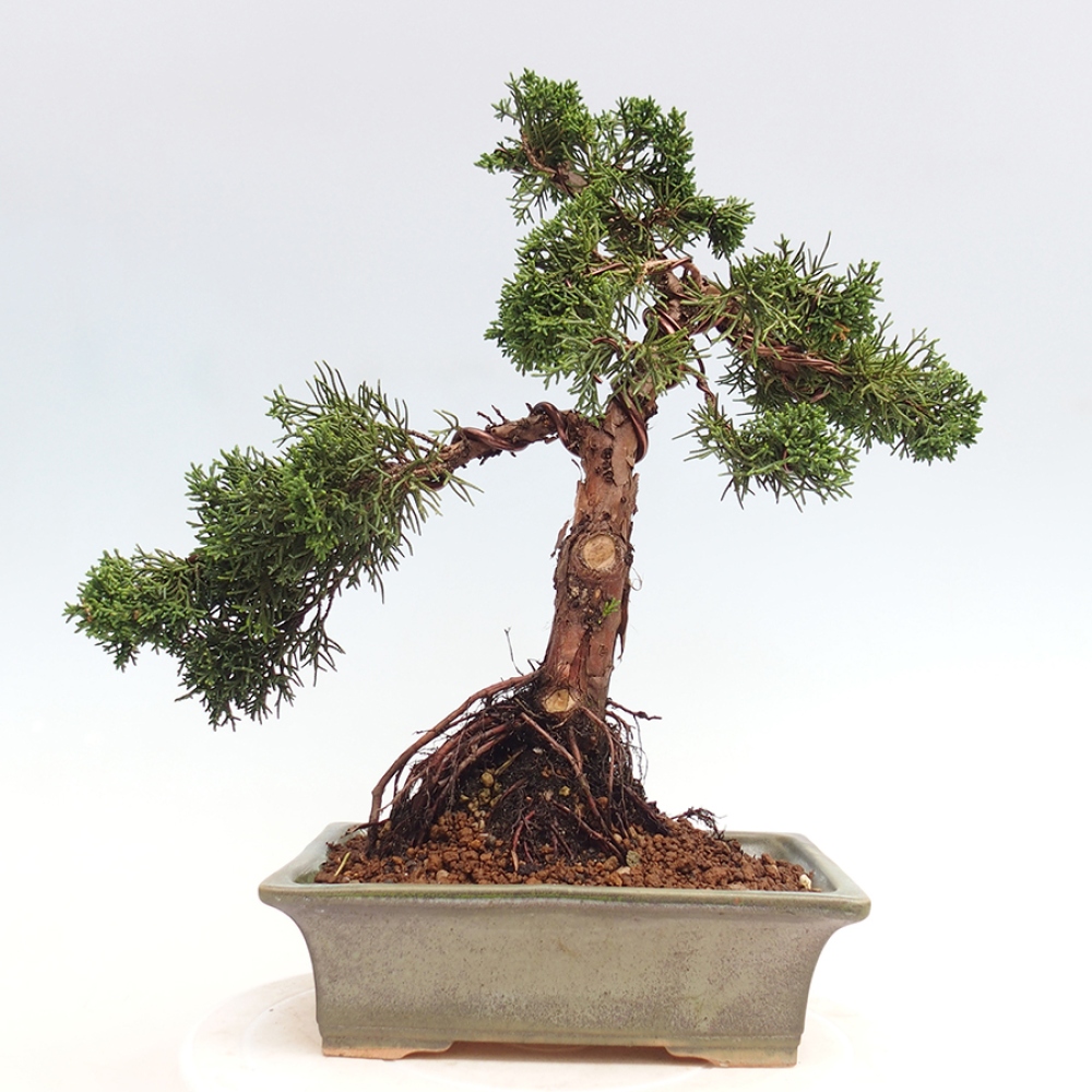 Vonkajšie bonsai - Juniperus chinensis Kishu -Jalovec čínsky