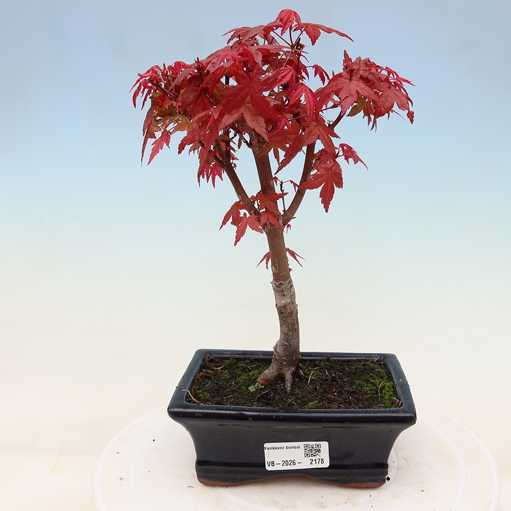 Vonkajší bonsaj - Acer palmatum DESHOJO