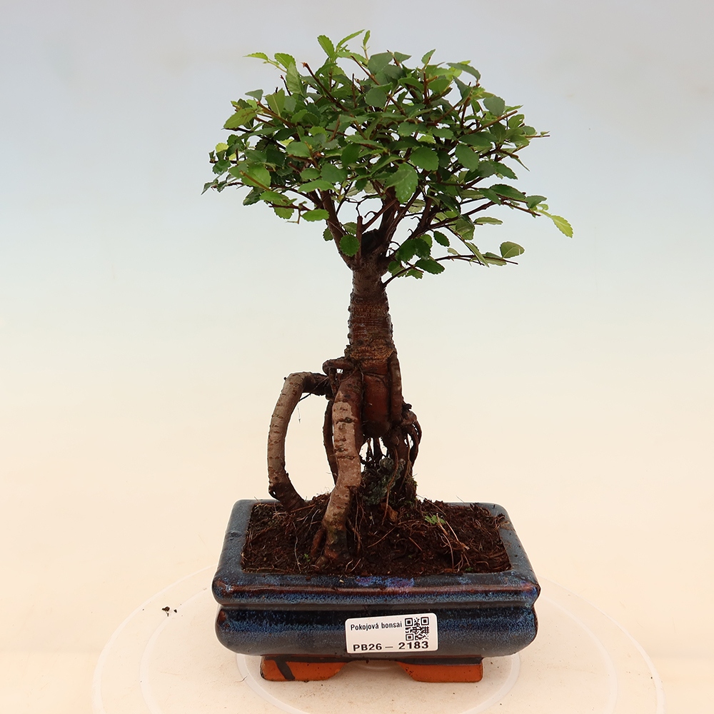 Izbový bonsaj - Ulmus parvifolia - brest malolistý