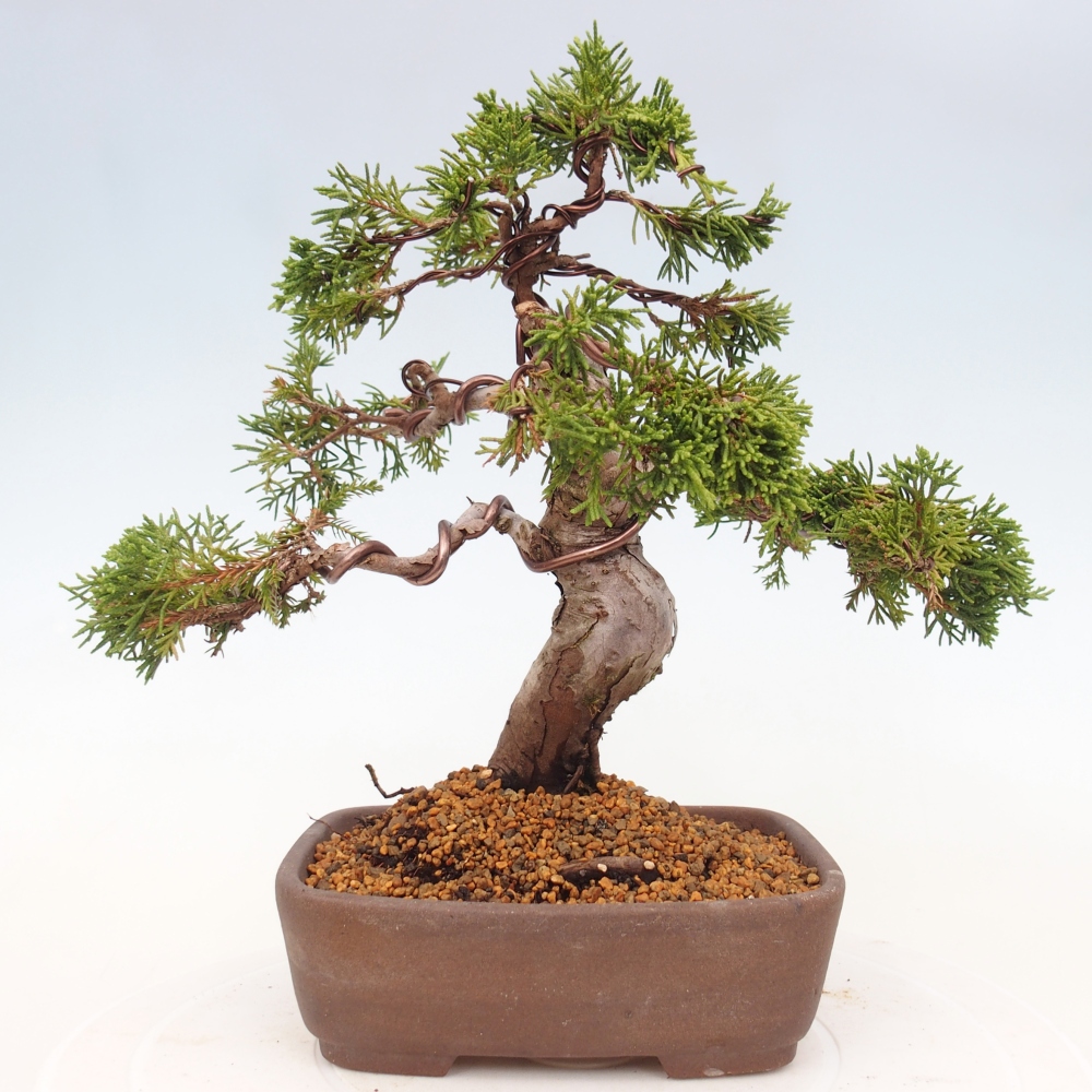 Vonkajší bonsai - Juniperus chinensis Itoigawa -Jalovec čínsky