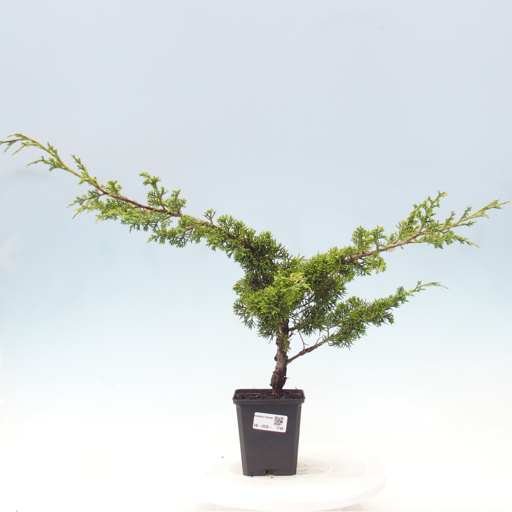 Vonkajší bonsaj - Juniperus chinensis Itoigawa