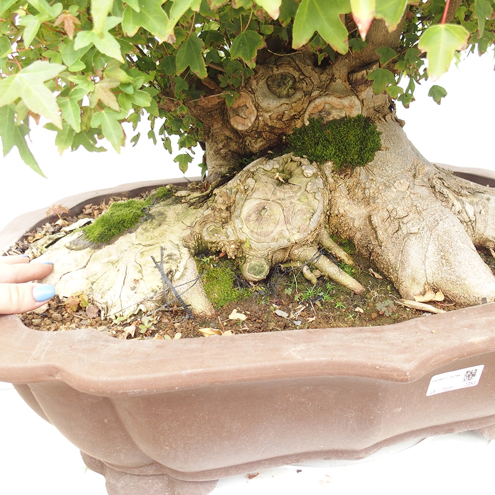 Vonkajšie bonsai - Javor Buergerianum - Javor Burgerův